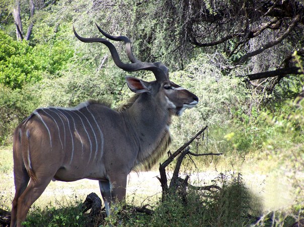 Scenic-wallpapers-for-your-desktop-african-wildlife-images
